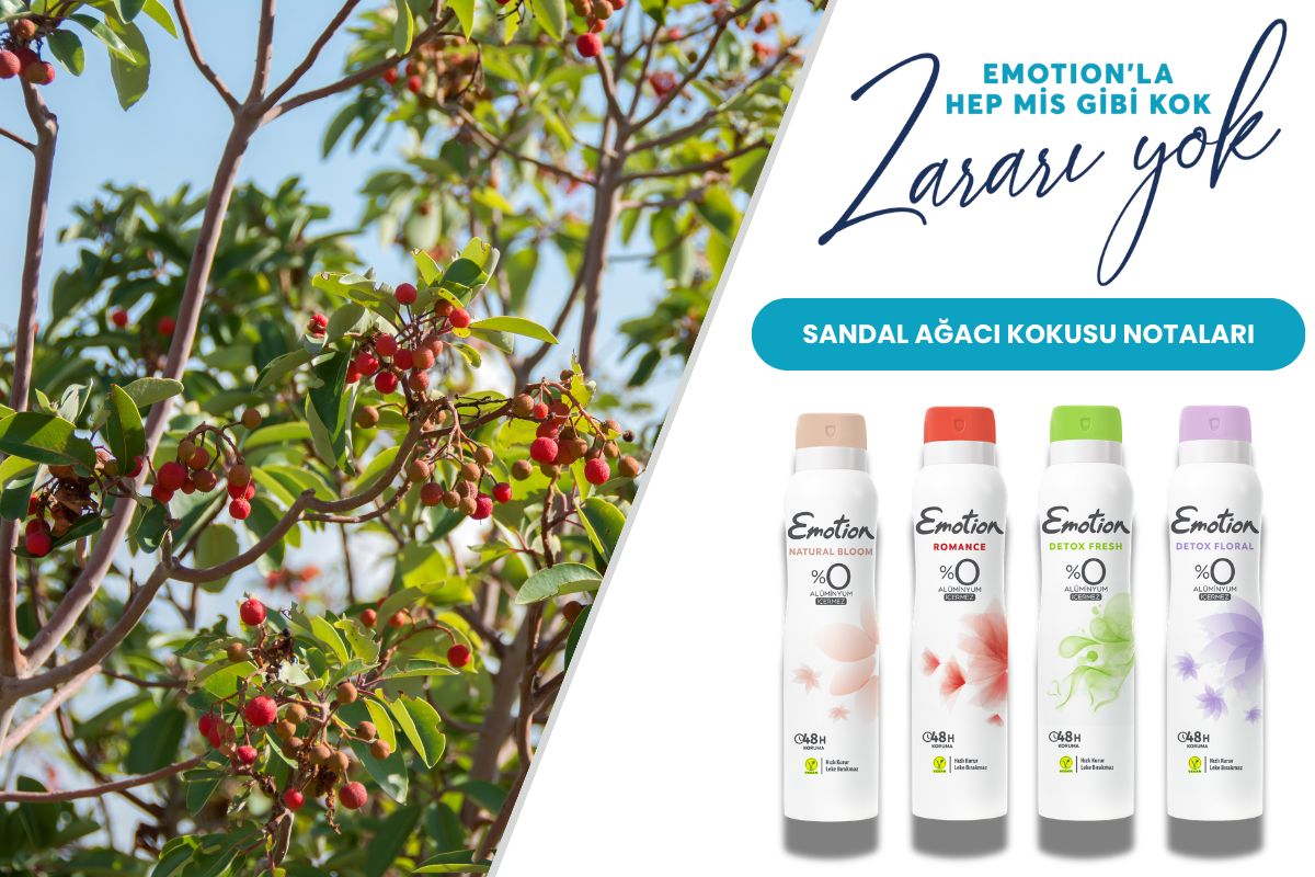 Sandal Ağacı Kokusu Nedir? Nerelerde Kullanılır?