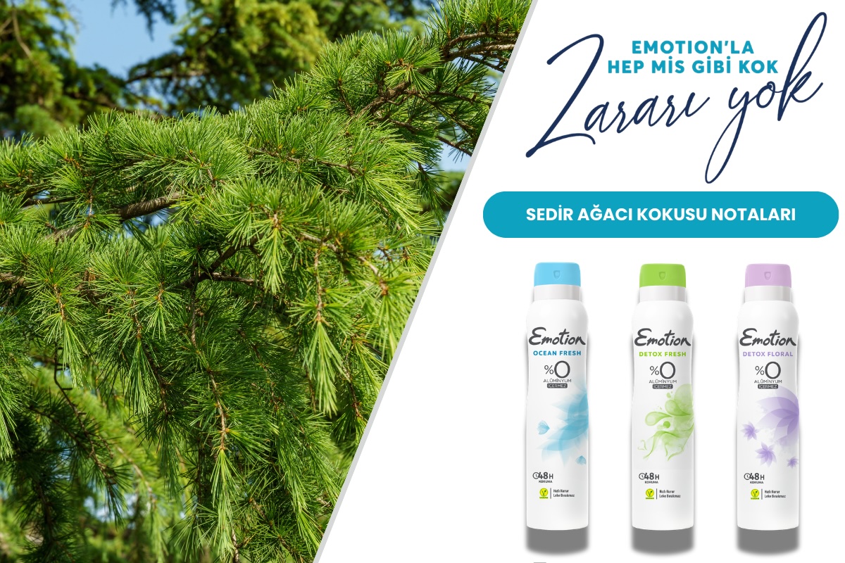 Sedir Ağacı Kokusu Nedir? Ferahlık ve Derinlik Bir Arada