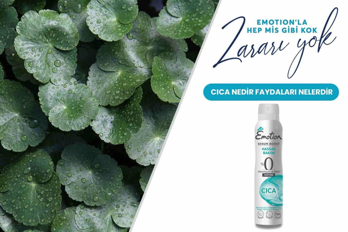 Cica Nedir, Cilde Faydaları Nelerdir?