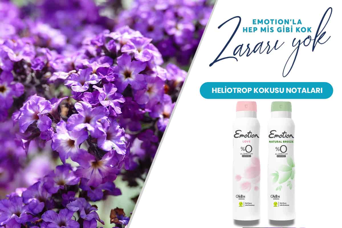 Heliotrop Kokusu Nedir?